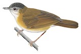 Temminck's Babbler Illustration