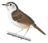 Striped Wren-Babbler Illustration