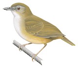 Abbott's Babbler Illustration