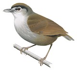 Black-browed Babbler Illustration