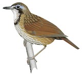 Large Wren-Babbler Illustration