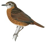 Rusty-breasted Wren-Babbler Illustration