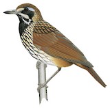 Black-throated Wren-Babbler Illustration