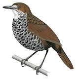 Marbled Wren-Babbler Illustration