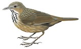 Rufous Limestone Babbler Illustration