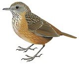 Streaked Wren-Babbler Illustration