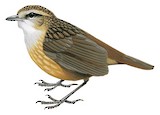 Mountain Wren-Babbler Illustration