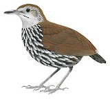 Bornean Wren-Babbler Illustration