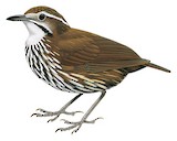 Striated Wren-Babbler Illustration