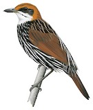 Falcated Wren-Babbler Illustration