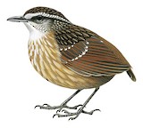 Eyebrowed Wren-Babbler Illustration