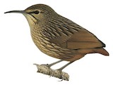 Long-billed Wren-Babbler Illustration