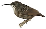 Sumatran Wren-Babbler Illustration