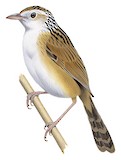 Indian Grassbird Illustration