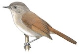 Brown Fulvetta Illustration