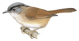 Black-browed Fulvetta Illustration