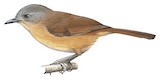 Brown-cheeked Fulvetta Illustration