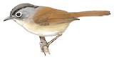 Nepal Fulvetta Illustration