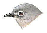 David's Fulvetta Illustration