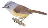 Huet's Fulvetta Illustration