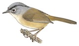 Grey-cheeked Fulvetta Illustration