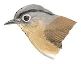 Yunnan Fulvetta Illustration