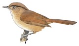 Javan Fulvetta Illustration