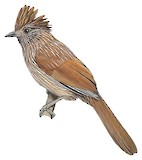 Striated Laughingthrush Illustration