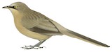 Large Grey Babbler Illustration