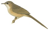 Common Babbler Illustration