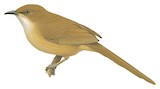 Fulvous Babbler Illustration