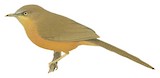 Rufous Chatterer Illustration