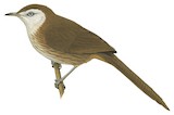 Spiny Babbler Illustration