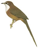 White-throated Babbler Illustration