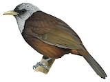 Capuchin Babbler Illustration