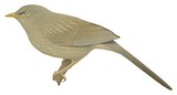 Jungle Babbler Illustration