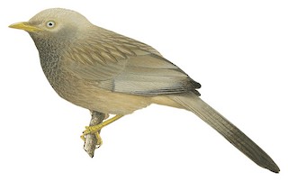 Argya affinis affinis