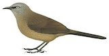 Black-faced Babbler Illustration