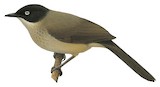 Blackcap Babbler Illustration