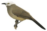 White-headed Babbler Illustration