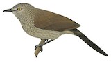 Brown Babbler Illustration