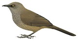 Arrow-marked Babbler Illustration