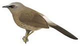 Hartlaub's Babbler Illustration