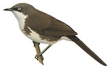 Northern Pied Babbler Illustration