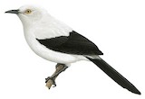 Southern Pied Babbler Illustration