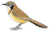 Lesser Necklaced Laughingthrush Illustration