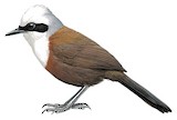 White-crested Laughingthrush Illustration