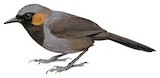 Rufous-cheeked Laughingthrush Illustration