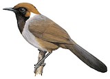 White-necked Laughingthrush Illustration