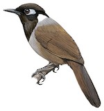 Cambodian Laughingthrush Illustration